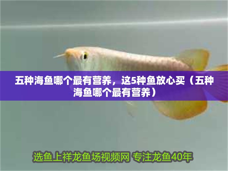 五種海魚哪個最有營養，這5種魚放心買（五種海魚哪個最有營養）