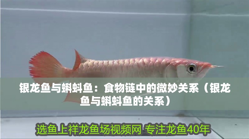 銀龍魚與蝌蚪魚：食物鏈中的微妙關系（銀龍魚與蝌蚪魚的關系）