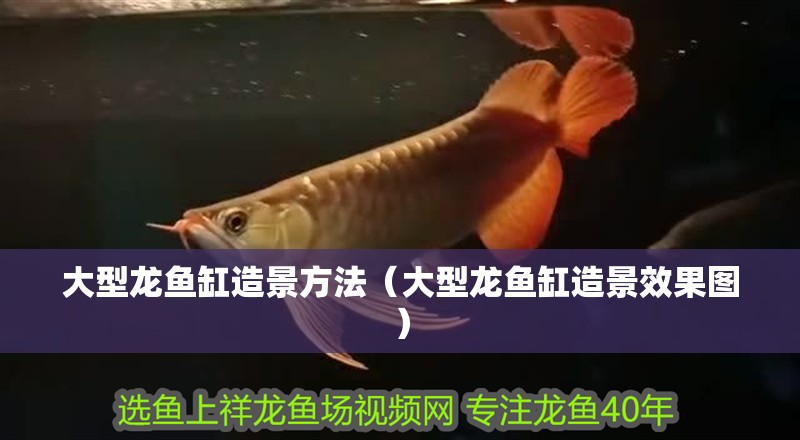 大型龍魚缸造景方法（大型龍魚缸造景效果圖）