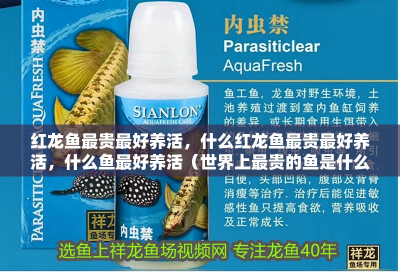 紅龍魚最貴最好養(yǎng)活，什么紅龍魚最貴最好養(yǎng)活，什么魚最好養(yǎng)活（世界上最貴的魚是什么？）