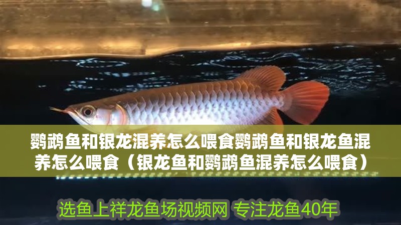 鸚鵡魚和銀龍混養(yǎng)怎么喂食鸚鵡魚和銀龍魚混養(yǎng)怎么喂食（銀龍魚和鸚鵡魚混養(yǎng)怎么喂食）