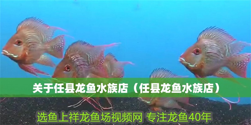 關(guān)于任縣龍魚水族店（任縣龍魚水族店）