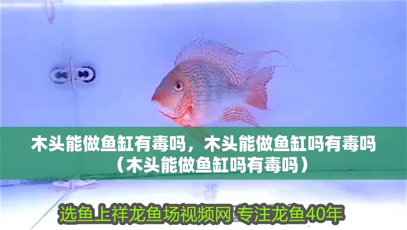 木頭能做魚缸有毒嗎，木頭能做魚缸嗎有毒嗎（木頭能做魚缸嗎有毒嗎）