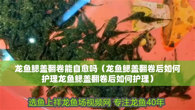 我的虎魚(yú)真菌感染了要怎么處理 龍魚(yú)鰓蓋翻卷能自愈嗎(龍魚(yú)鰓蓋翻卷后如何護(hù)理龍魚(yú)鰓蓋翻卷后如何護(hù)理) 龍魚(yú)百科 龍魚(yú)鰓蓋翻卷能自愈嗎(龍魚(yú)鰓蓋翻卷后如何護(hù)理龍魚(yú)鰓蓋翻卷后如何護(hù)理) 龍魚(yú)鰓蓋翻卷能自愈嗎(龍魚(yú)鰓蓋翻卷后如何護(hù)理龍魚(yú)鰓蓋翻卷后如何護(hù)理) 龍魚(yú)百科