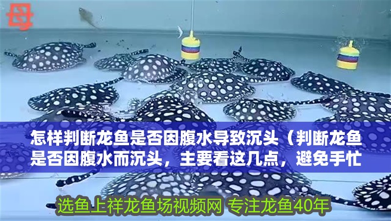 怎樣判斷龍魚是否因腹水導致沉頭（判斷龍魚是否因腹水而沉頭，主要看這幾點，避免手忙腳亂）