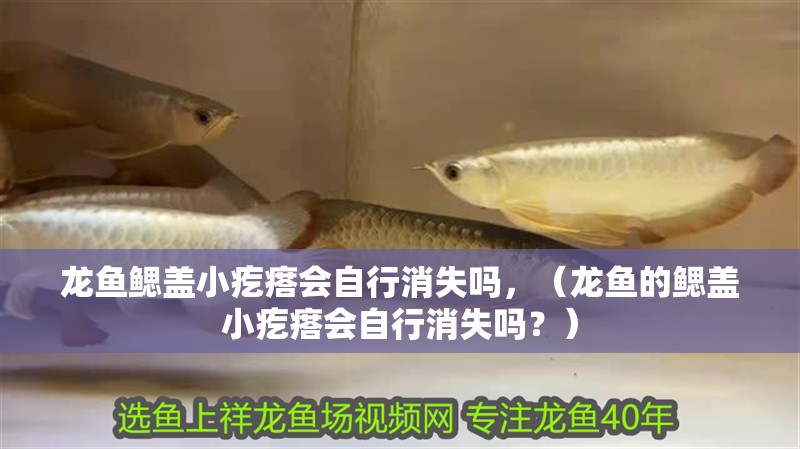 龍魚鰓蓋小疙瘩會自行消失嗎，（龍魚的鰓蓋小疙瘩會自行消失嗎？）