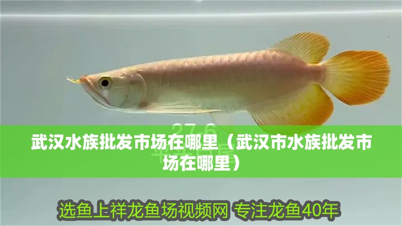武漢水族批發(fā)市場在哪里（武漢市水族批發(fā)市場在哪里）
