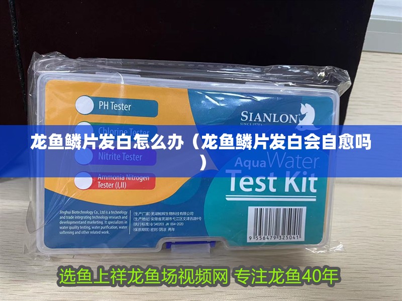 龍魚鱗片發白怎么辦（龍魚鱗片發白會自愈嗎） 龍魚鱗片發白怎么辦（龍魚鱗片發白會自愈嗎） 龍魚百科