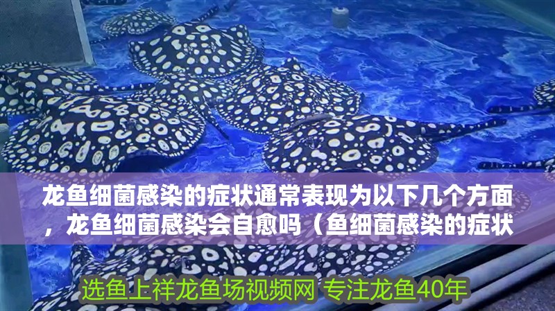 龍魚細菌感染的癥狀通常表現為以下幾個方面，龍魚細菌感染會自愈嗎（魚細菌感染的癥狀通常表現為以下幾個方面，龍魚細菌感染會自愈嗎）