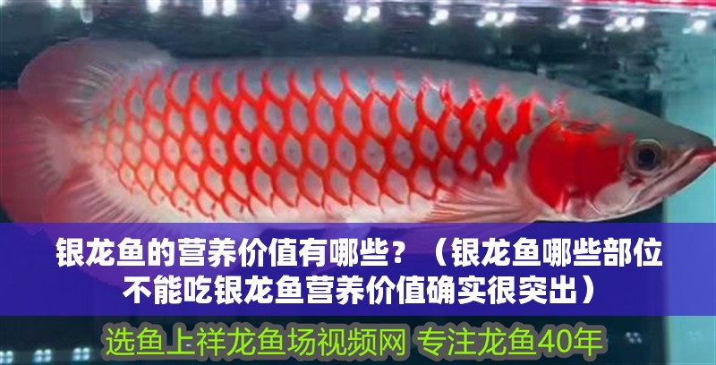 銀龍魚的營養價值有哪些？（銀龍魚哪些部位不能吃銀龍魚營養價值確實很突出） 銀龍魚的營養價值有哪些？（銀龍魚哪些部位不能吃銀龍魚營養價值確實很突出） 龍魚百科