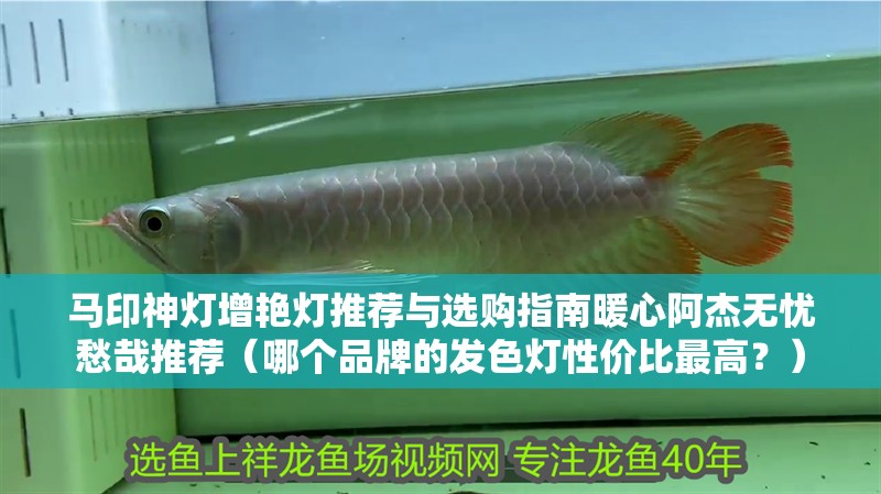 馬印神燈增艷燈推薦與選購指南暖心阿杰無憂愁哉推薦（哪個品牌的發色燈性價比最高？）