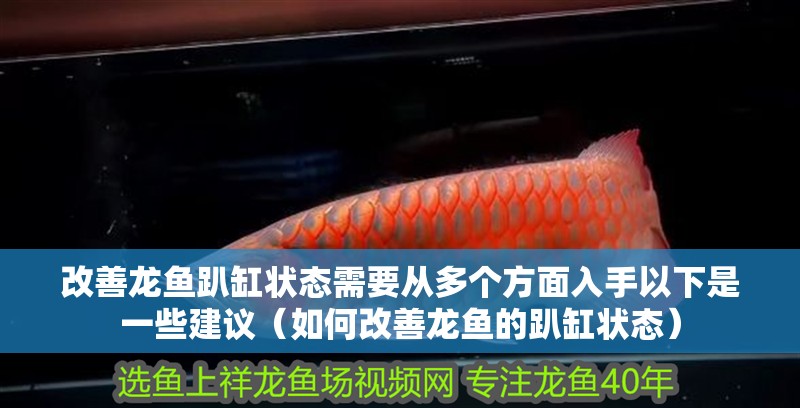 改善龍魚趴缸狀態需要從多個方面入手以下是一些建議（如何改善龍魚的趴缸狀態）