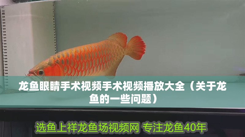 龍魚眼睛手術視頻手術視頻播放大全（關于龍魚的一些問題） 龍魚眼睛手術視頻手術視頻播放大全（關于龍魚的一些問題） 觀賞魚百科