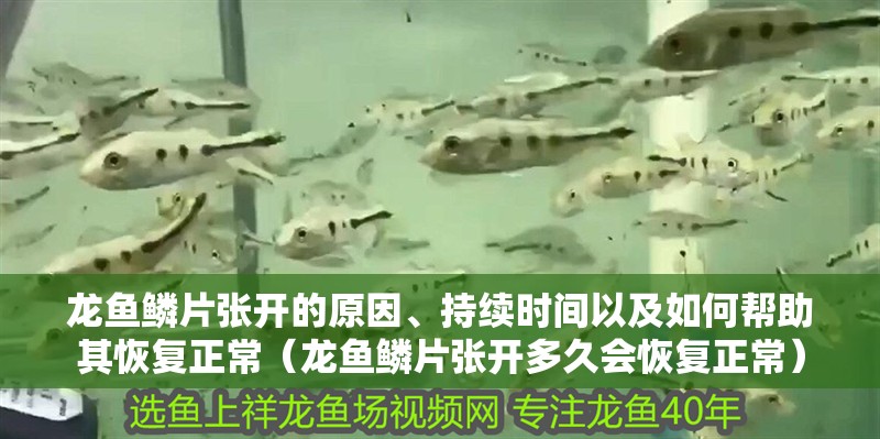 魚缸用增氧泵價格是多少:魚缸增氧機-xtrac增氧機-xtrac增氧機 龍魚鱗片張開的原因、持續時間以及如何幫助其恢復正常(龍魚鱗片張開多久會恢復正常) 龍魚百科 龍魚鱗片張開的原因、持續時間以及如何幫助其恢復正常(龍魚鱗片張開多久會恢復正常) 龍魚鱗片張開的原因、持續時間以及如何幫助其恢復正常(龍魚鱗片張開多久會恢復正常) 龍魚百科