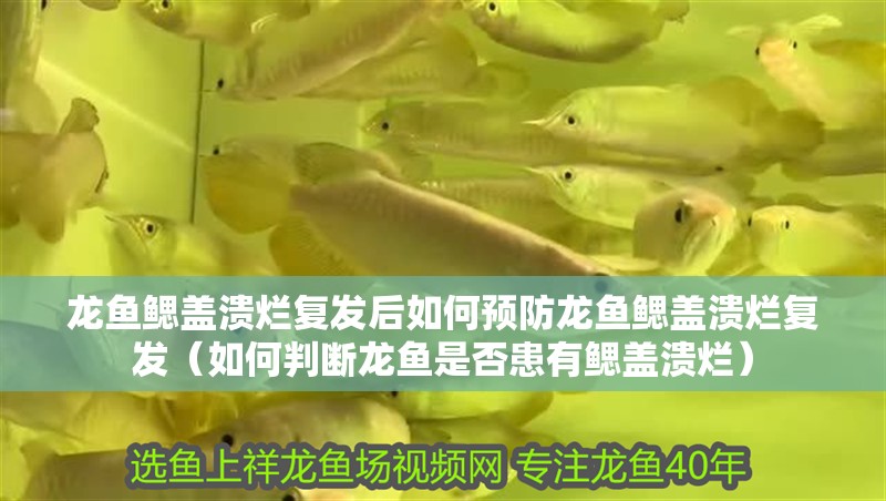 龍魚鰓蓋潰爛復發后如何預防龍魚鰓蓋潰爛復發（如何判斷龍魚是否患有鰓蓋潰爛）