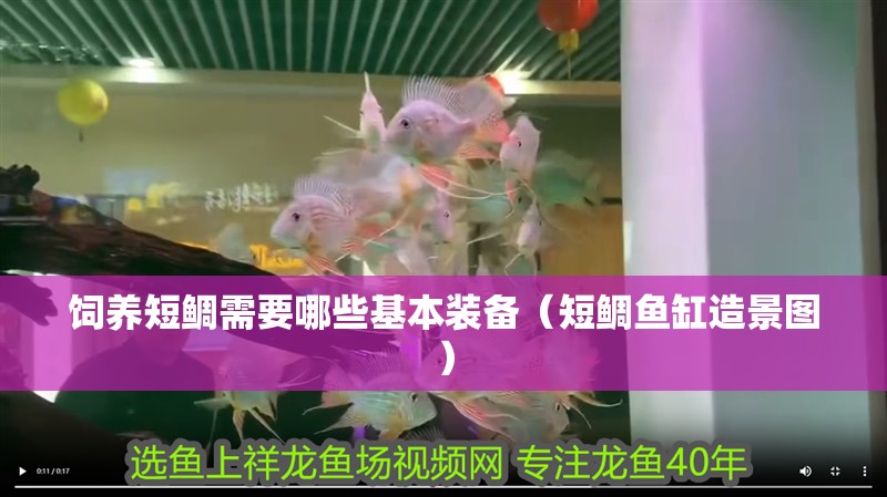 飼養短鯛需要哪些基本裝備（短鯛魚缸造景圖）