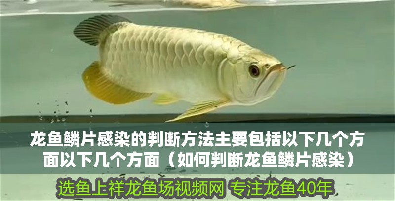 龍魚鱗片感染的判斷方法主要包括以下幾個方面以下幾個方面（如何判斷龍魚鱗片感染）