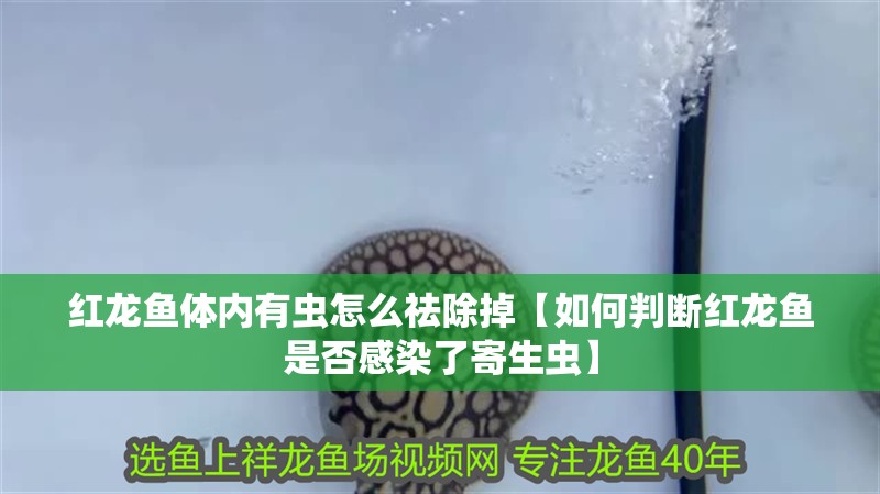 紅龍魚體內有蟲怎么祛除掉【如何判斷紅龍魚是否感染了寄生蟲】