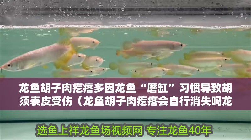 龍魚胡子肉疙瘩多因龍魚“磨缸”習慣導致胡須表皮受傷（龍魚胡子肉疙瘩會自行消失嗎龍魚胡子肉疙瘩會自行消失嗎）