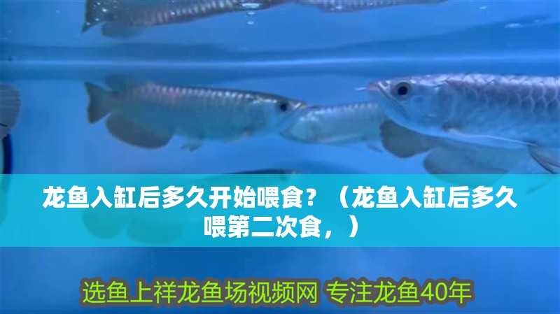 龍魚入缸后多久開始喂食？（龍魚入缸后多久喂第二次食，）