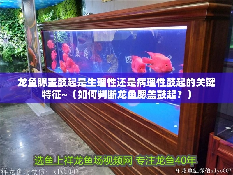 龍魚腮蓋鼓起是生理性還是病理性鼓起的關(guān)鍵特征~（如何判斷龍魚腮蓋鼓起？）
