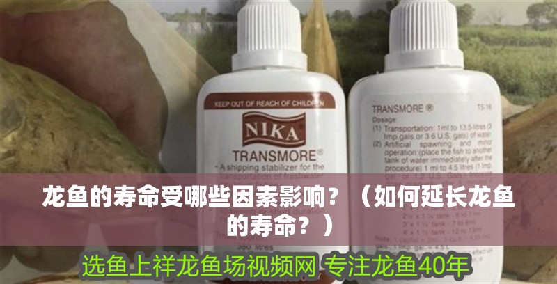 龍魚的壽命受哪些因素影響？（如何延長龍魚的壽命？）