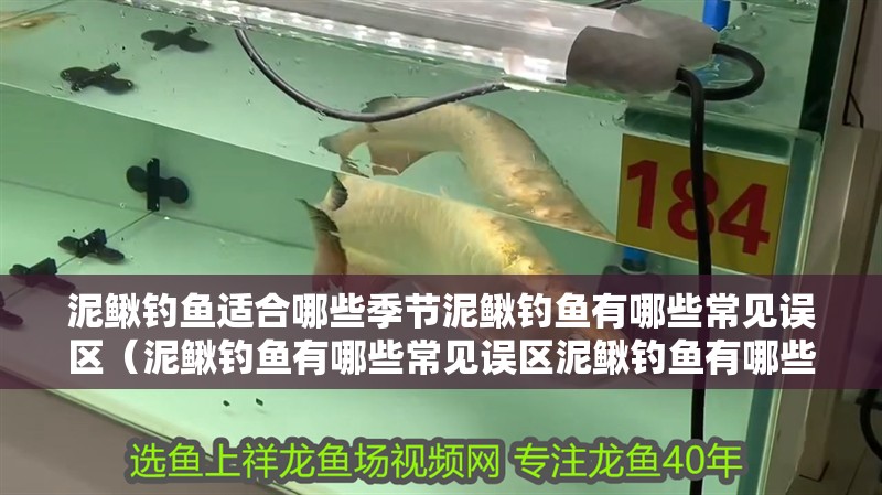 泥鰍釣魚適合哪些季節(jié)泥鰍釣魚有哪些常見誤區(qū)（泥鰍釣魚有哪些常見誤區(qū)泥鰍釣魚有哪些常見誤區(qū)）