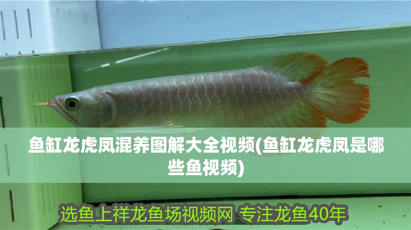 魚缸龍虎鳳混養圖解大全視頻(魚缸龍虎鳳是哪些魚視頻) 魚缸龍虎鳳混養圖解大全視頻(魚缸龍虎鳳是哪些魚視頻) 觀賞魚百科