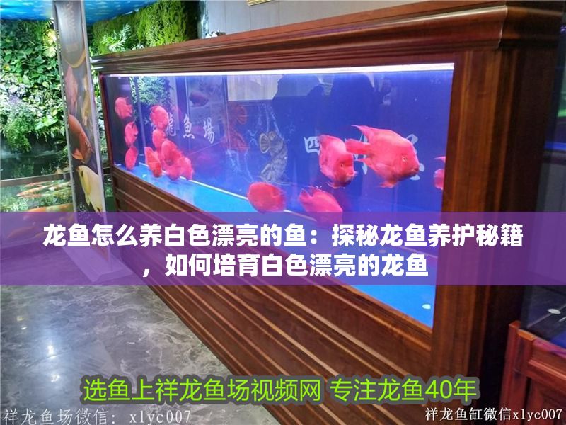 龍魚怎么養白色漂亮的魚：探秘龍魚養護秘籍，如何培育白色漂亮的龍魚