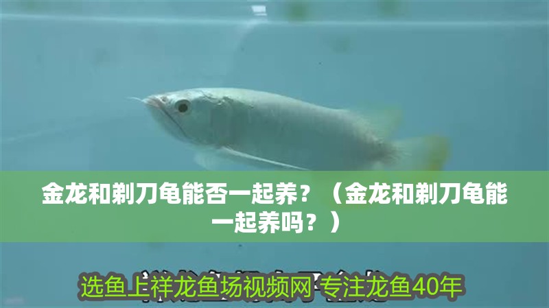 金龍和剃刀龜能否一起養(yǎng)？（金龍和剃刀龜能一起養(yǎng)嗎？）
