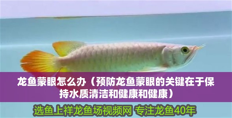龍魚蒙眼怎么辦（預(yù)防龍魚蒙眼的關(guān)鍵在于保持水質(zhì)清潔和健康和健康）