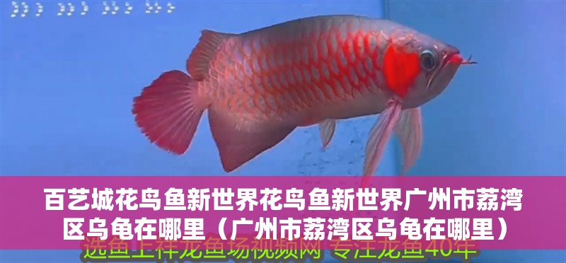 魚缸過濾器選購指南:自制魚缸過濾器魚缸上置過濾器對于養魚愛好者的必備知識 百藝城花鳥魚新世界花鳥魚新世界廣州市荔灣區烏龜在哪里(廣州市荔灣區烏龜在哪里) 觀賞魚百科 百藝城花鳥魚新世界花鳥魚新世界廣州市荔灣區烏龜在哪里(廣州市荔灣區烏龜在哪里) 百藝城花鳥魚新世界花鳥魚新世界廣州市荔灣區烏龜在哪里(廣州市荔灣區烏龜在哪里) 觀賞魚百科