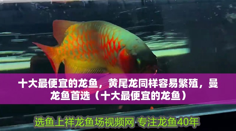 十大最便宜的龍魚，黃尾龍同樣容易繁殖，曼龍魚首選（十大最便宜的龍魚）