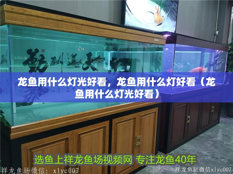 給大魚缸換水的作文:體驗給大魚缸換水的樂趣:體驗給大魚缸換水:給大魚缸換水的作文 龍魚用什么燈光好看,龍魚用什么燈好看(龍魚用什么燈光好看) 觀賞魚百科 龍魚用什么燈光好看,龍魚用什么燈好看(龍魚用什么燈光好看) 龍魚用什么燈光好看,龍魚用什么燈好看(龍魚用什么燈光好看) 觀賞魚百科