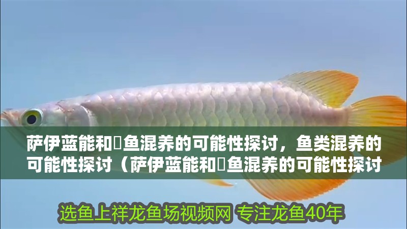 薩伊藍能和魟魚混養的可能性探討，魚類混養的可能性探討（薩伊藍能和魟魚混養的可能性探討）