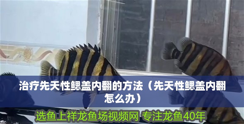 治療先天性鰓蓋內(nèi)翻的方法（先天性鰓蓋內(nèi)翻怎么辦）