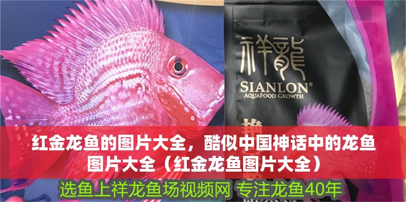 紅金龍魚的圖片大全，酷似中國神話中的龍魚圖片大全（紅金龍魚圖片大全）