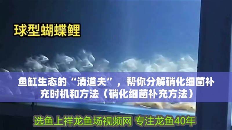 魚缸生態的“清道夫”，幫你分解硝化細菌補充時機和方法（硝化細菌補充方法）