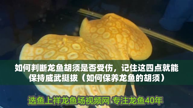 如何判斷龍魚胡須是否受傷，記住這四點就能保持威武挺拔（如何保養龍魚的胡須）
