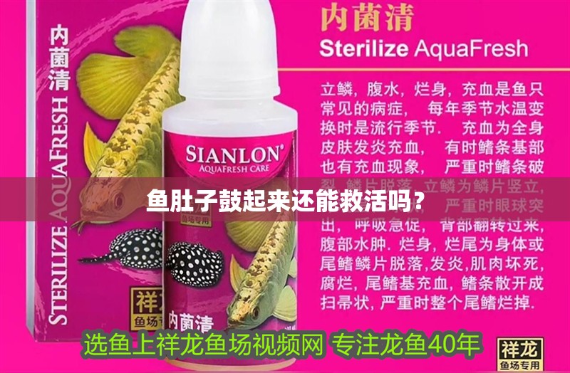 魚肚子鼓起來還能救活嗎？