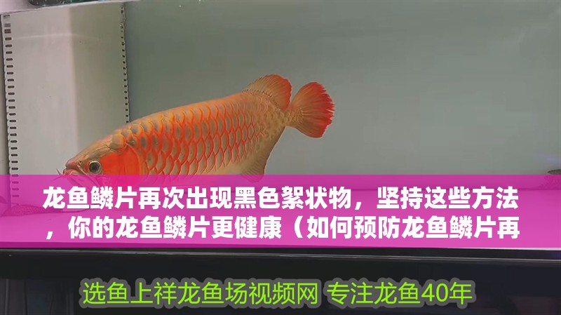 龍魚鱗片再次出現黑色絮狀物，堅持這些方法，你的龍魚鱗片更健康（如何預防龍魚鱗片再次出現黑色絮狀物）