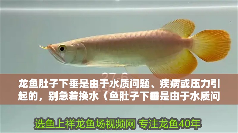 龍魚肚子下垂是由于水質(zhì)問題、疾病或壓力引起的，別急著換水（魚肚子下垂是由于水質(zhì)問題引起的，龍魚肚子下垂如何急救）