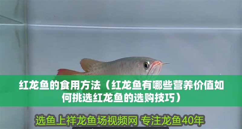 紅龍魚的食用方法（紅龍魚有哪些營(yíng)養(yǎng)價(jià)值如何挑選紅龍魚的選購(gòu)技巧）