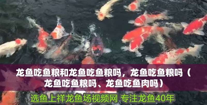 龍魚吃魚糧和龍魚吃魚糧嗎，龍魚吃魚糧嗎（龍魚吃魚糧嗎、龍魚吃魚肉嗎） 龍魚吃魚糧和龍魚吃魚糧嗎，龍魚吃魚糧嗎（龍魚吃魚糧嗎、龍魚吃魚肉嗎） 觀賞魚百科