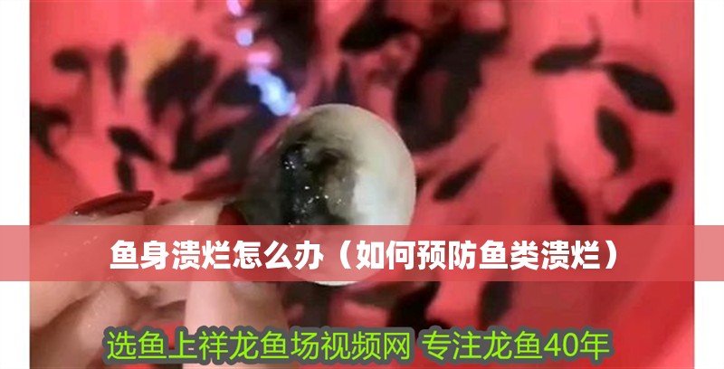 魚身潰爛怎么辦（如何預防魚類潰爛）