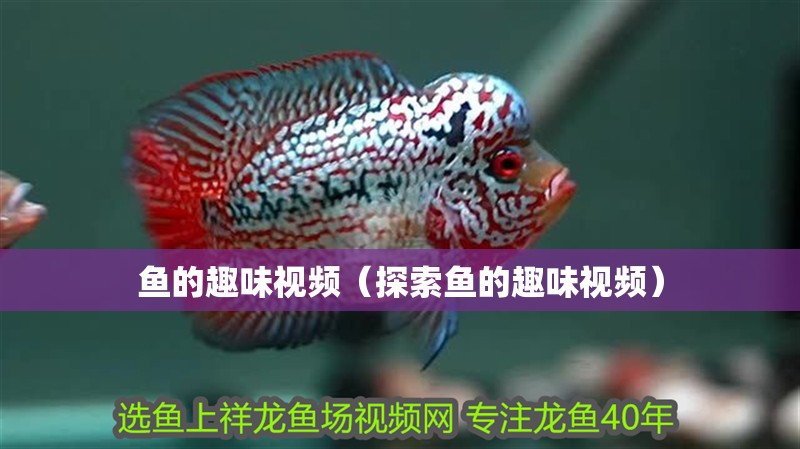魚(yú)的趣味視頻（探索魚(yú)的趣味視頻）