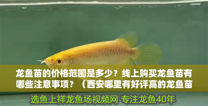 龍魚苗的價格范圍是多少？線上購買龍魚苗有哪些注意事項？（西安哪里有好評高的龍魚苗賣家龍魚苗有哪些注意事項）