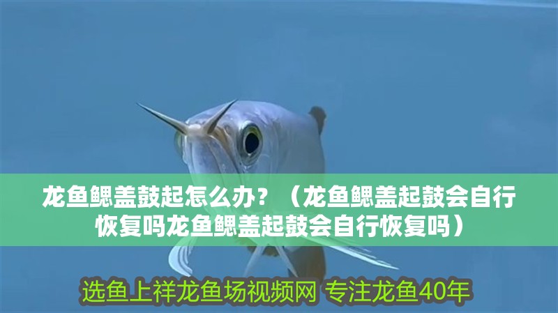龍魚鰓蓋鼓起怎么辦？（龍魚鰓蓋起鼓會自行恢復嗎龍魚鰓蓋起鼓會自行恢復嗎）