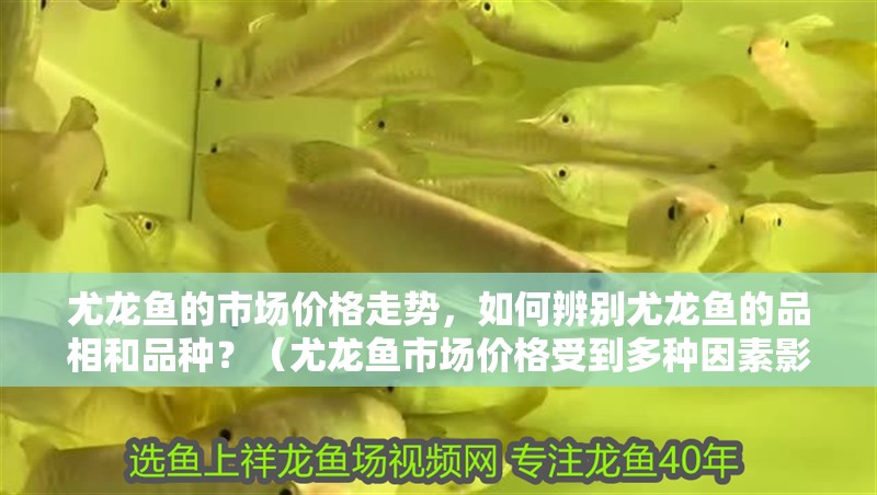 尤龍魚的市場價格走勢，如何辨別尤龍魚的品相和品種？（尤龍魚市場價格受到多種因素影響，尤龍魚市場價格走勢）