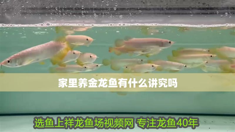家里養金龍魚有什么講究嗎